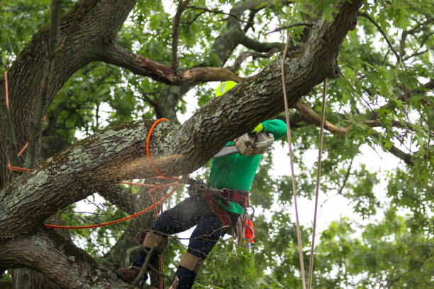 Reliable Fredonia, AZ Tree Removal Services Solutions